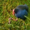 Slipka modra - Porphyrio porphyrio melanotus - Pukeko 3922u